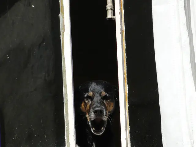 Esperto Spiega le Ragioni Dietro l'Abbaiare Giocoso del Vostro Cane