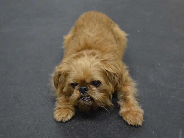 Accumulo di escrementi di cani nelle pubbliche vie e strade di New York City che causa frustrazione...