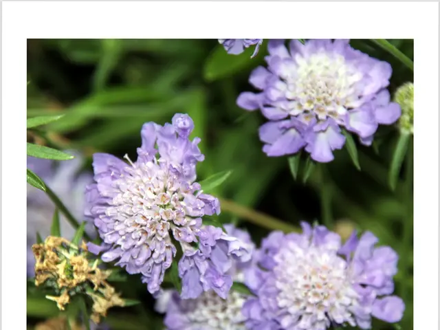 Le scuole in Telangana sospenderanno le attività per 13 giorni dal 21 settembre 2025 per celebrare...