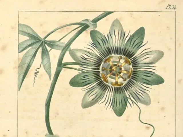 Rassegne di Diagrammi di Biologia Veloci per la Classe 11 del Consiglio di Istruzione del...
