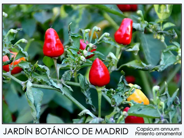 I 8 verdure e erbe più nutrienti che dovresti consumare