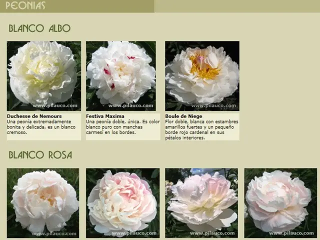 Battaglia per il premio agognato "Rosa d'Argento
