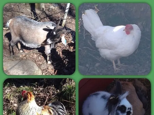 Anche i polli e le nuvole giocano ad indovinelli?