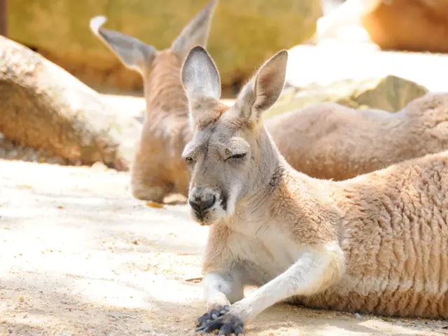 Video Strizzacervelli Esponi il Metodo di Caccia Più Distruttivo mai Riscontrato tra le Orca!