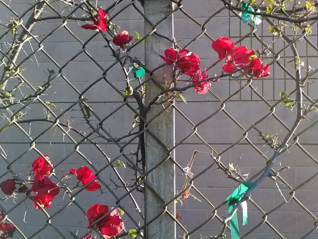 Australian Ethical non detiene più investimenti in Brookfield a causa della loro decisione di...