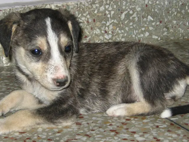 Cane appeso a Offenbach: la clinica veterinaria richiede segnalazioni per indagare sul caso