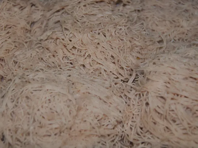 Primo Velocissimo Preparato in soli 25 Minuti