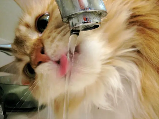 Consumo eccessivo di acqua nei gatti: qual è la causa?