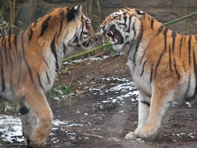 Mammiferi e Pollame che iniziano con 'M': Dai Manatii alle Anatre Muschiato