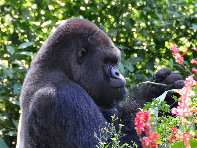 Dieta e Muscolatura dei Gorilla: Un'Analisi su Come i Gorilla Erbivori Siano in grado di Sviluppare...