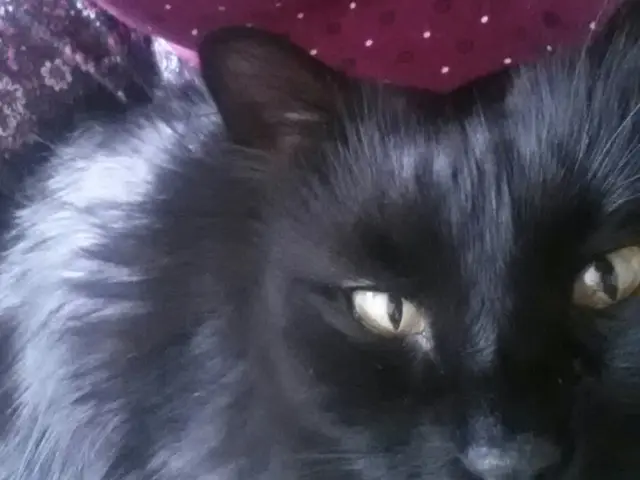 Informazioni sui sei fattori e dettagli aggiuntivi sui gatti ginger (incluse osservazioni extra)