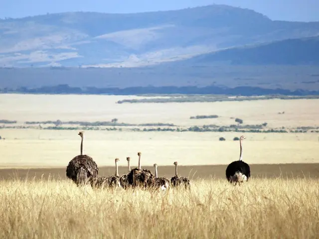 Emu e struzzo: Analisi comparativa di dimensioni, velocità e preferenze habitats