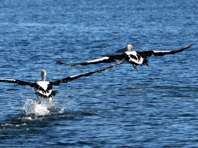 Uccello Predatore Gigante dell'Apex: Alta.href, Peso Massimo, Portata d'Ala più Ampla