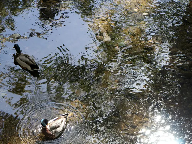 Esplorando la tua lettura estiva: letteratura mozzafiato dedicata all'arte del nuoto