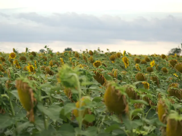 Amministrazione sospende finanziamenti agricoli per agricoltori favorevoli al solare