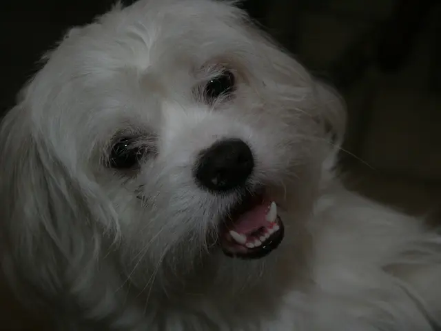 Gli investitori in Dogecoin si trovano apparentemente in uno stato di panico, il che ha portato i...