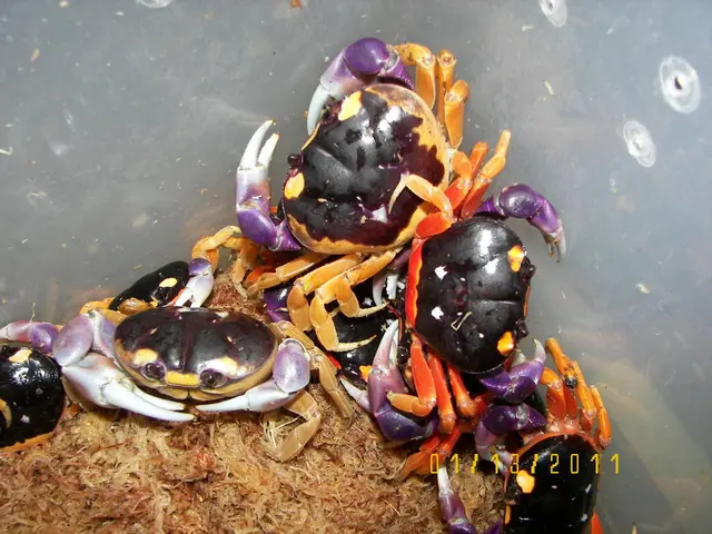 Questo crostaceo marino, specificamente il gambero yeti chiamato Kiwa puravida, coltiva batteri sui...