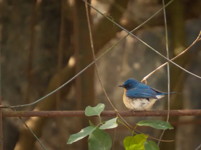 La proposta di un cartellone di Buc-ee's alto 100 piedi preoccupa la fauna locale