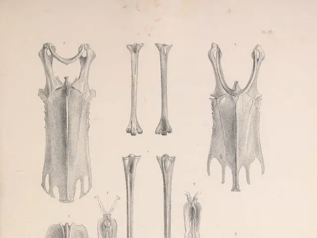 Rimane trovati durante la caccia dell'FBI al sospetto di triplo omicidio Travis Decker