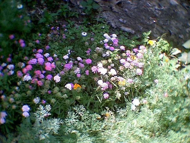 Misteri in Fiore: L'Emergere dei Liliani Moderni dalle Fiori Mistici