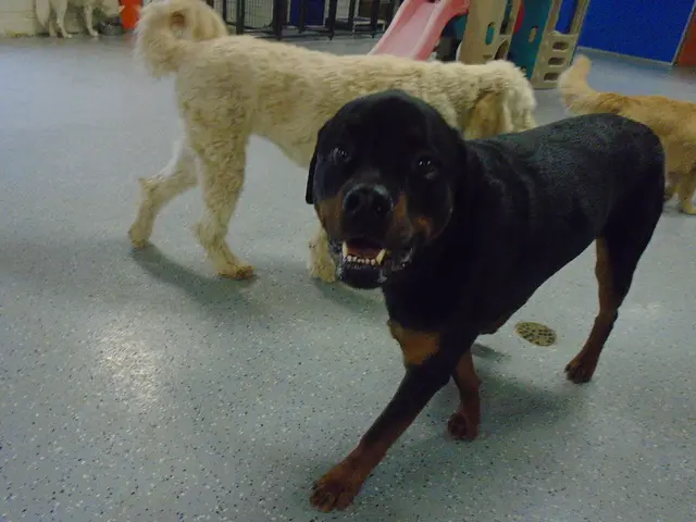 Century Downs ospita gare di teckel per campioni canini