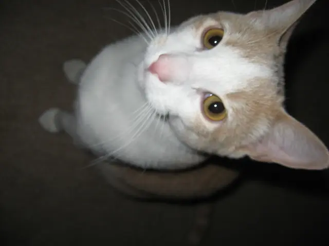 Scopri Mittens, il tranquillo gatto sordo, che porta felicità alla Spiaggia di Baia di Vancouver