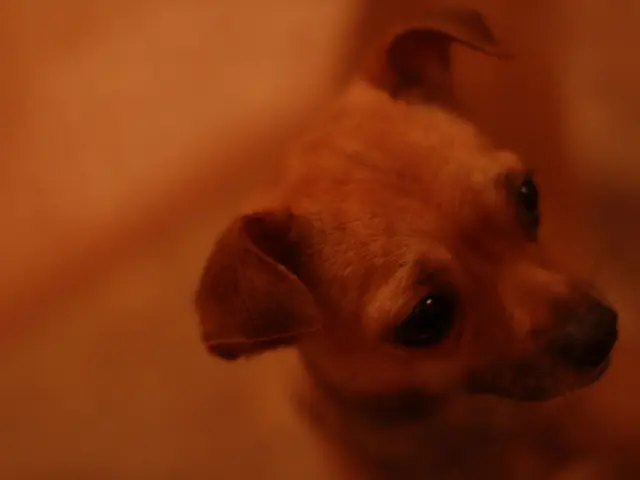 Previsione Valutazione Dogecoin: Prezzi Dogecoin Stimati per gli Anni 2024 - 2030