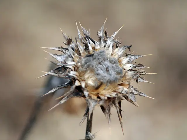Passaggi per Conservare i Fiori: Una Guida per Essiccare i Fiori