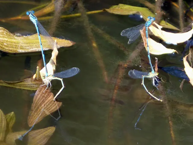 Le api e i vermi da giardino potrebbero cedere ai suoli sommersi dall'acqua: una rivelazione...