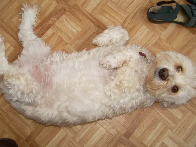 Confronti tra criptovalute potenzialmente milionarie: Dogecoin vs XRP