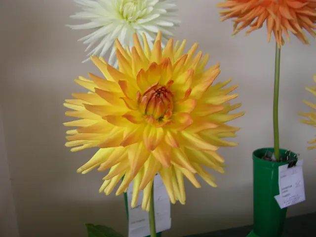 Disposa elegantemente piante vivaci come il rosmarino, la lavanda e la verbena al limone