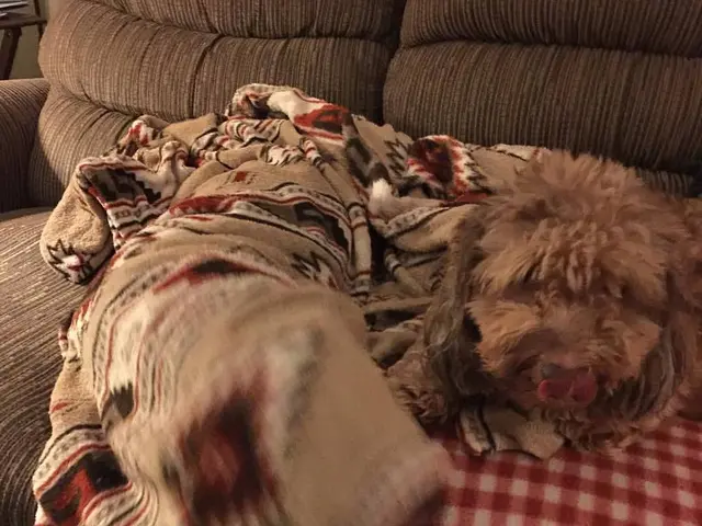 Testando Divani sulla Nostra Piattaforma Online