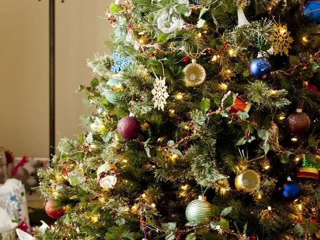 Regalo di Pianta da Casa per le FestivitГ  - Piante Indoor Uniche e Amichevoli per-i Regali delle...