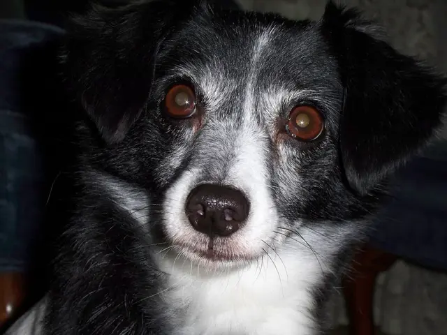 Vantaggi, Razze di Cani Adatte e Procedura di Richiesta per Cani da Servizio Specialmente...