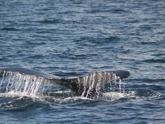 Le balene acquistano 340 milioni di token XRP ora accolte da nuovo sostegno