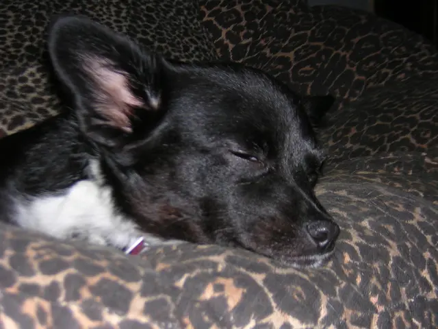 Differenza tra un Airone Nero e un Airone Bianca?