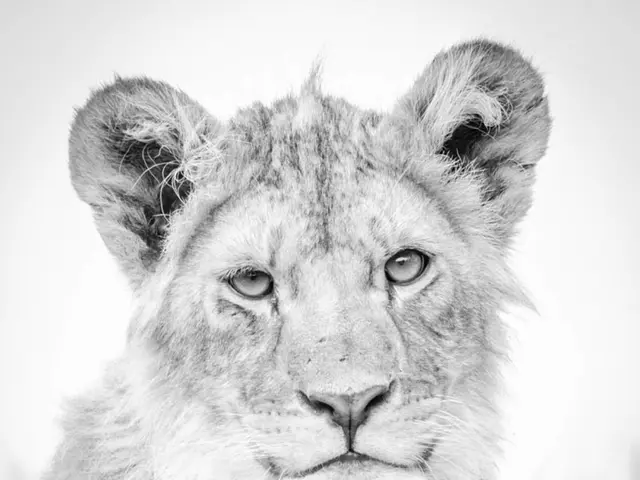 Quindici immagini che mostrano le celebrazioni del compleanno del tigre