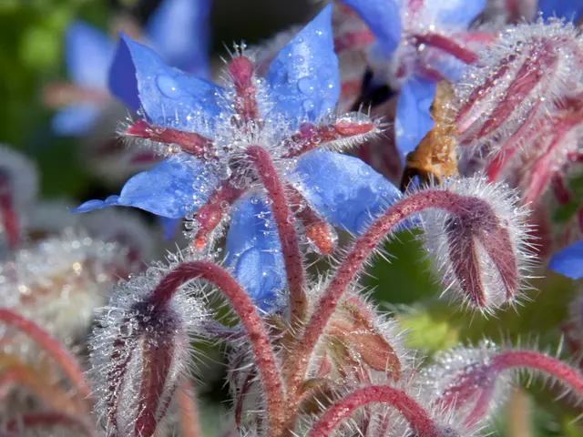 Ragione per cui i fiori della tua violetta africana sono appassiti