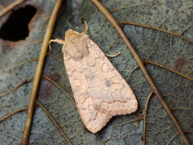 Identificare e Gestire il Coleottero del Palmo Sudamericano: Tecnica e Strategie
