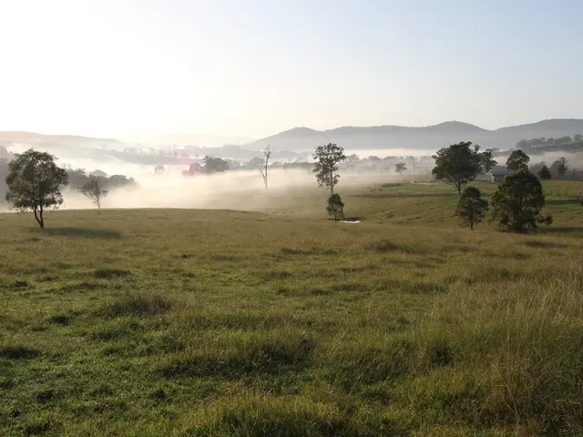 Guida per Coltivare una Buxus in Miniatura