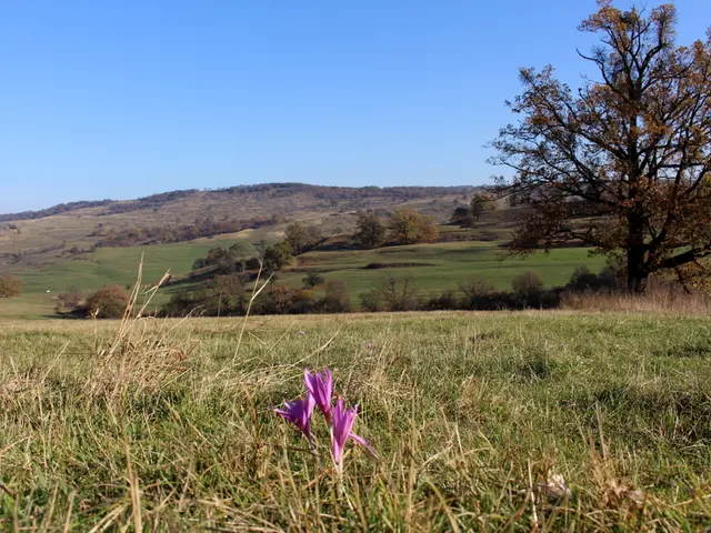 Goditi alcune opzioni di piante avide di sole e tolleranti all'ombra per il tuo cortile che...