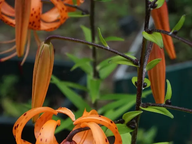 Biancospini Trasformativi per il tuo Giardino: Supera Qualsiasi Esitazione Verso le Piante di...