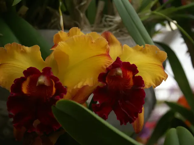 Raccogli i fiori di questi sette bei piante in settembre prima che arrivi l'autunno - moltiplicale...