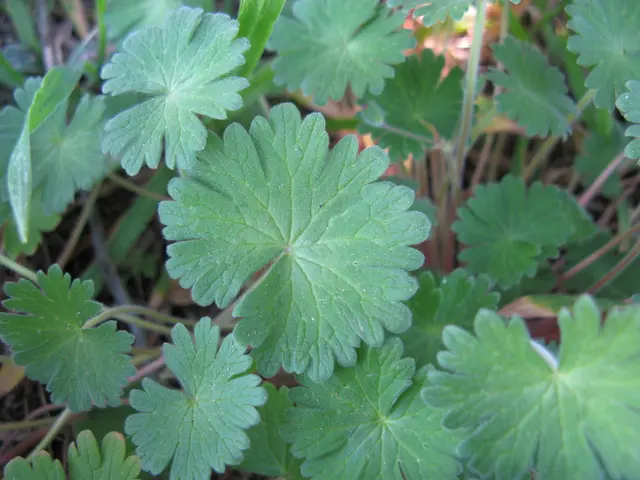 Raccogliere questi fiori a settembre prima che sia troppo tardi - 7 specie di piante attraenti da...