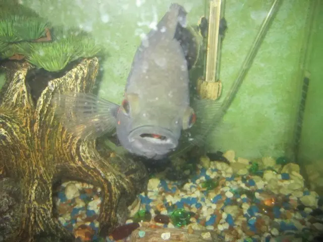 Vibranti Stelle dell'Acquario: Esplorazione della Popolarità dei Rasboras, Rainbowfish e Tetras in...