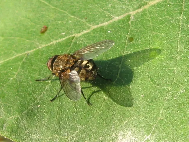 Installazione del WildFly Application Server per Java su Rocky Linux 9: Guida Passo-Passo