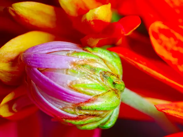 Paesaggi mozzafiato e Landscape tranquillo: Sperimenta la maestosa Montagna viola