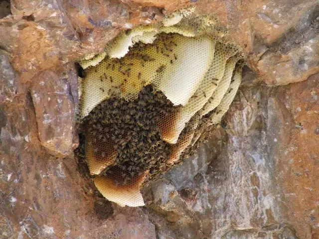 Urticaria, anche note come orticaria, si riferiscono ad una eruzione cutanea pruriginosa causata da...