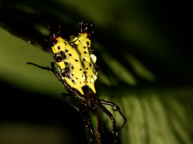 Ganglioni: Uno sguardo a questi tumori benigni