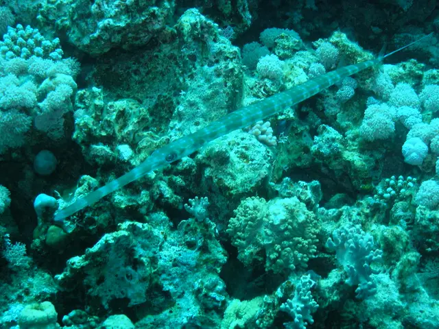 Scopri il narvalo mistico, il mammifero marino con il suo caratteristico lungoSNTE, che ha ispirato...